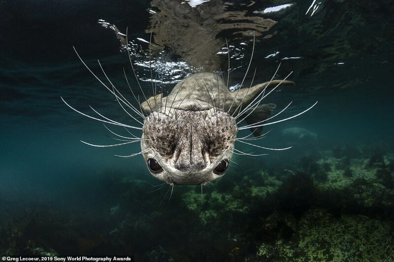 Финалисты Открытого конкурса Sony World Photography Awards 2019 фотография