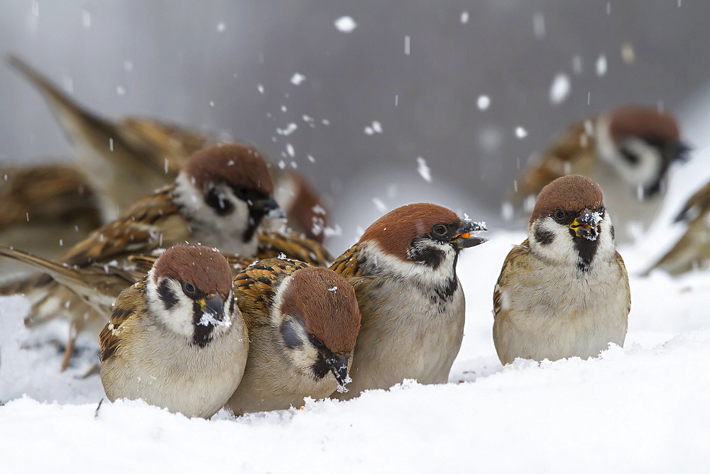 Животные и птицы севера: как они приспосабливаются к холоду? Птицы Крайнего Севера России