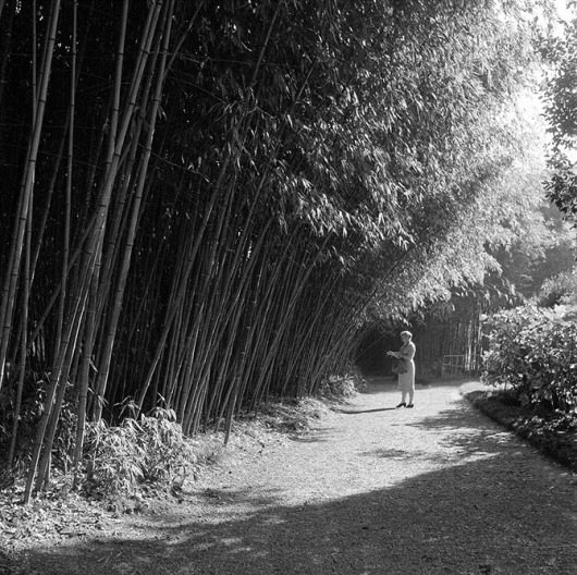 Советский Сухуми 1950-х годов Советский Сухуми 1950-х годов