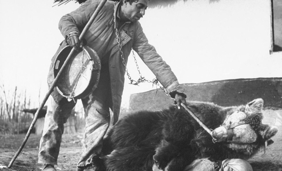 Румынский цыган лечит медведем спину женщины: фото из 1946 года Культура