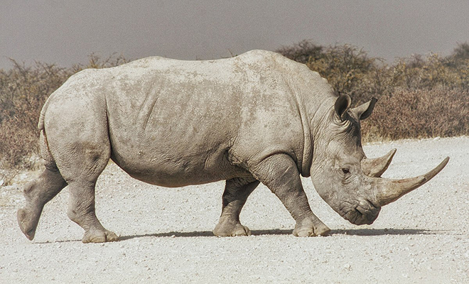 В 1950 году на камеру удалось снять самого большого носорога за всю историю наблюдений. Редкое видео