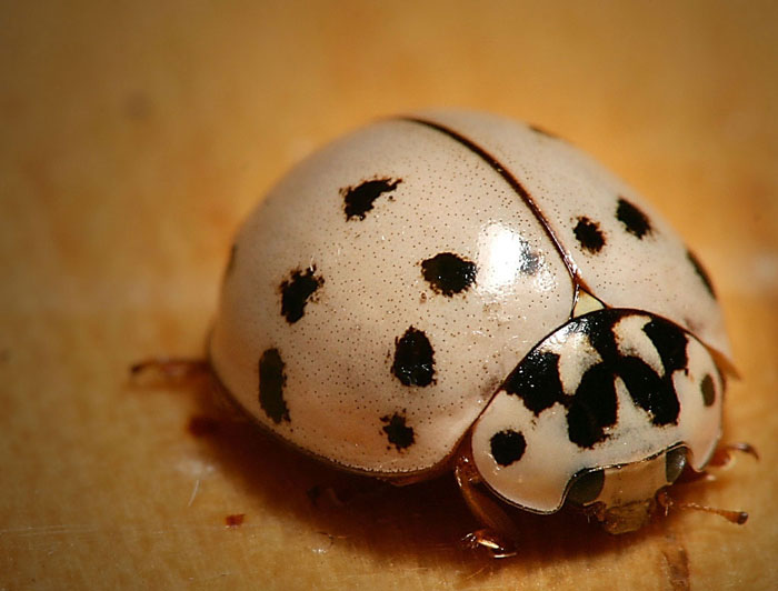 albinos10