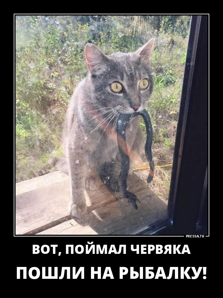 Смешные позитивные демотиваторы обо всем на свете для хорошего настроения