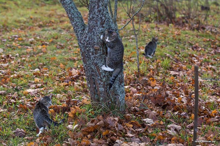 «Вложил сюда все свои сбережения». Как один человек возрождает деревню на Голубых озерах 