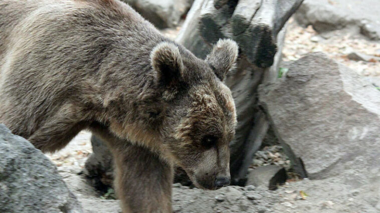 Медведи стали чаще приходить к садоводам Иркутской области