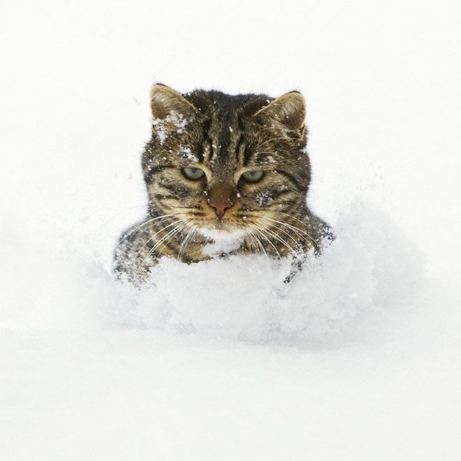 полосатый кот сидит в снегу