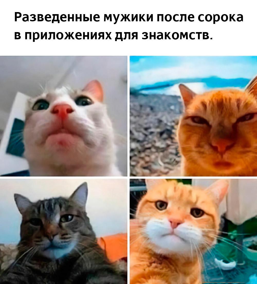 Смешные коты и кошки: лучшие мемы для поднятия настроения