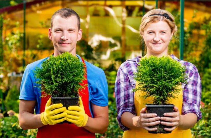 Вот как просто вырастить тую из черенка