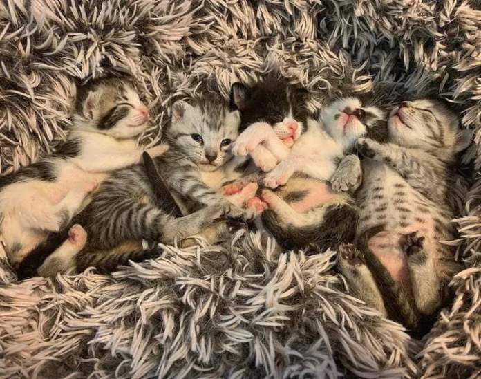 Без кота и жизнь не та