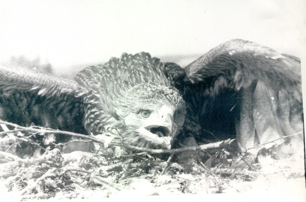 Первое найденное мною гнездо орла-могильника. 1978 г. 