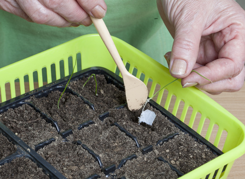 А вам знаком метод посева рассады по-московски? А вам знаком метод посева рассады по-московски? советы