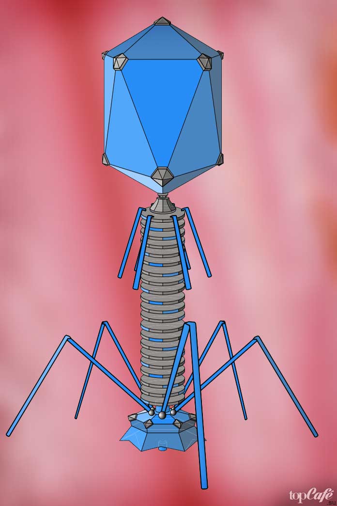 Бактериофаг. Вирус бактериофаг. Бактериофаг и бактерия. Вирус бактериофаг 5 класс биология. Нео бактериофаг.