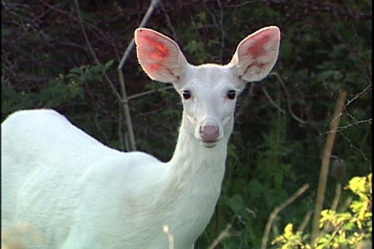 Deer-14-485x728