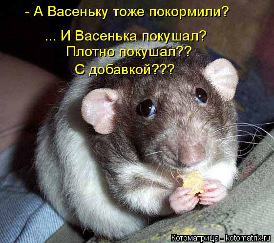 Котоматрица: - А Васеньку тоже покормили? ... И Васенька покушал? Плотно покушал?? С добавкой???