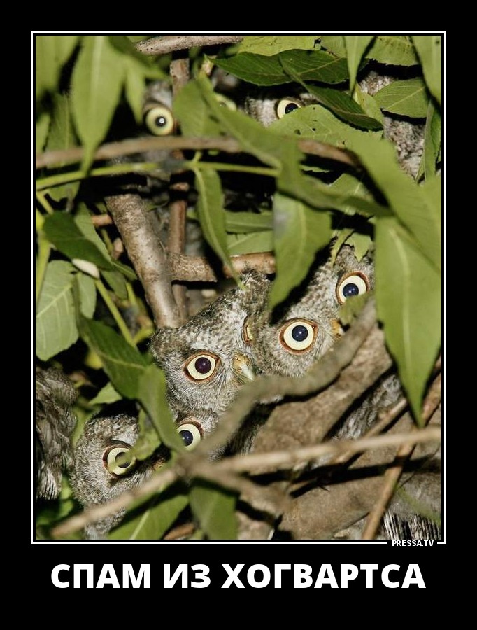 Смешные позитивные демотиваторы обо всем на свете для хорошего настроения