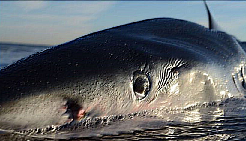Странное поведение животных: находят акул «зарезанных» рыбой-меч