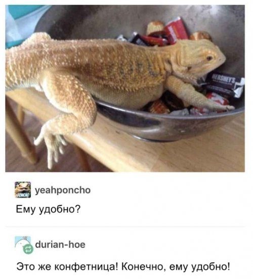 Немного смешных комментариев из соцсетей Немного смешных комментариев из соцсетей