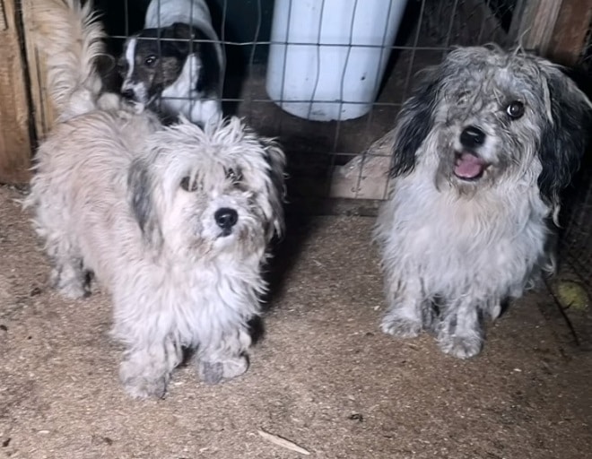 Собаки стоят