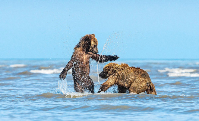 Люди расположились на пляже в Сибири, когда из леса вышли медведи и тоже устроились на отдых