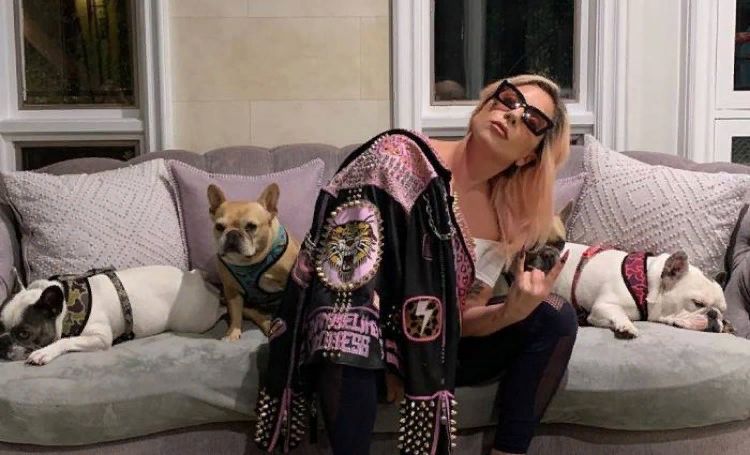 Похитителей бульдогов Леди Гаги арестовали: среди них оказалась знакомая певицы