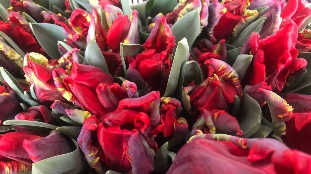 Участники акции «Вам, любимые» подарили москвичкам около 300 тысяч тюльпанов