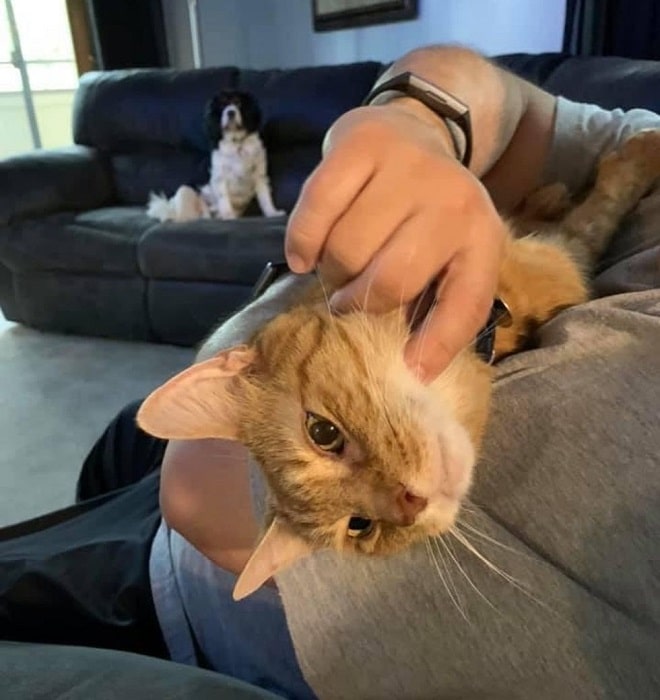 Кота гладят