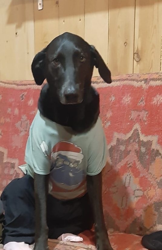 пёс в одежде