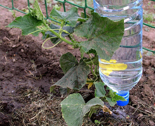 Самые крутые идеи использования пластиковых бутылок на даче дача,идеи для дачи,сад и огород
