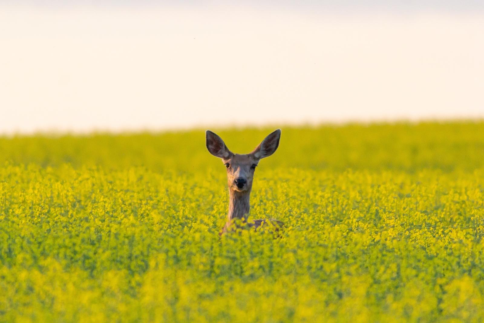 25 самых милых фотографий животных в дикой природе ShutterstockFotodomruфото, ктото, Bachkova, посмотрите, Piotr, марта, только, дикой, NataliaShutterstockFotodomruфото, KrzeslakShutterstockFotodomruфото, важной, удивленно, выглядывает, Только, укрытия, сладко, рядом, неловко, кувыркается, траве