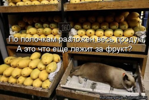 Новая котоматрица 