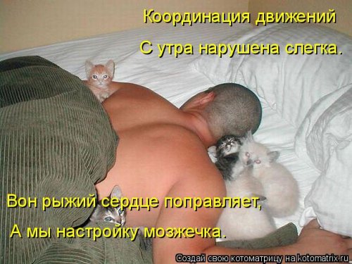 Новая котоматрица на выходные Новая котоматрица на выходные