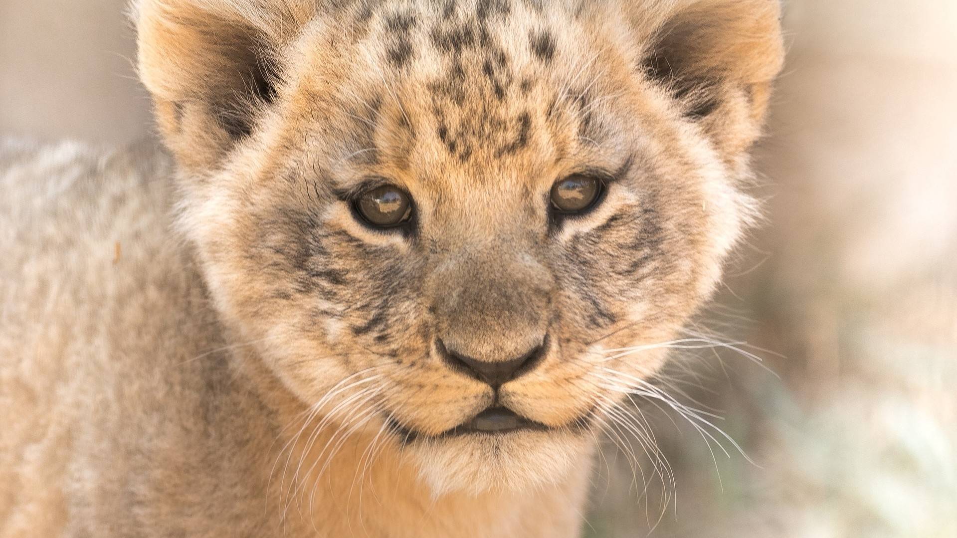 Lion cub. Львенок. Маленький Лев. Милый Львенок. Морда львенка.