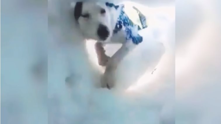 Разве собакам нет места в раю? Увидев, как пес находит человека под снегом, почувствуете, как сердце тает