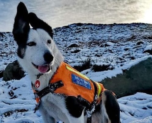 Разве собакам нет места в раю? Увидев, как пес находит человека под снегом, почувствуете, как сердце тает Разве собакам нет места в раю? Увидев, как пес находит человека под снегом, почувствуете, как сердце тает истории из жизни