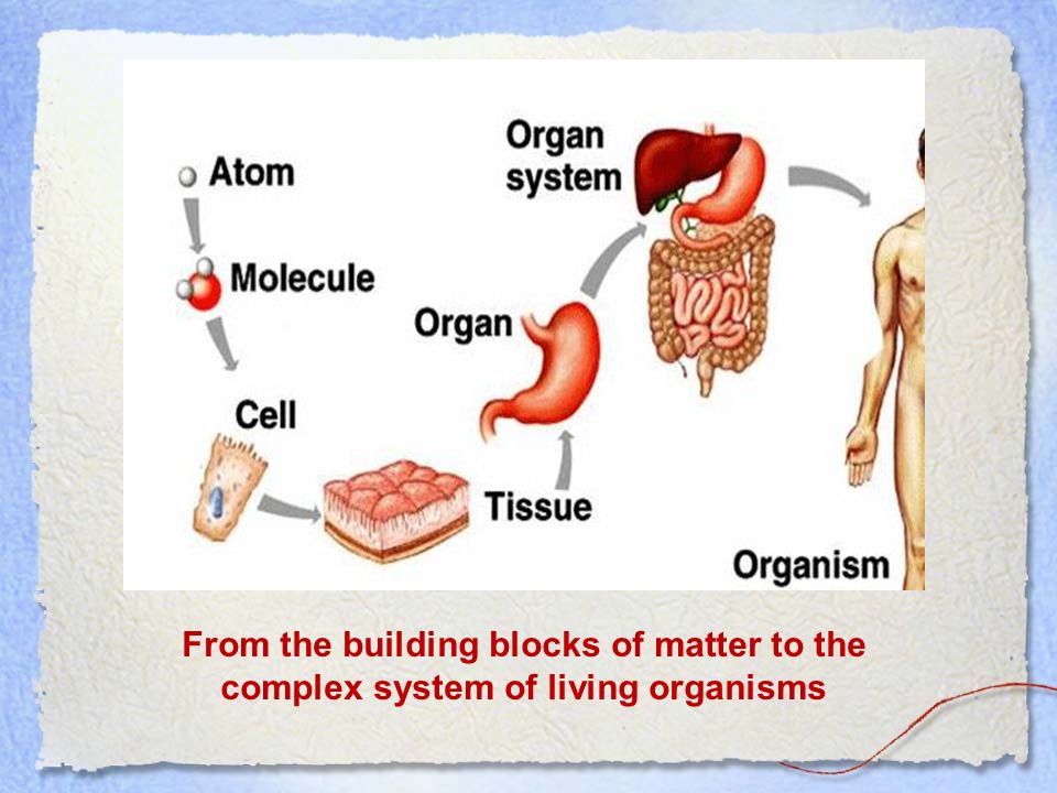 Живой организм - это прежде всего комплексная система
