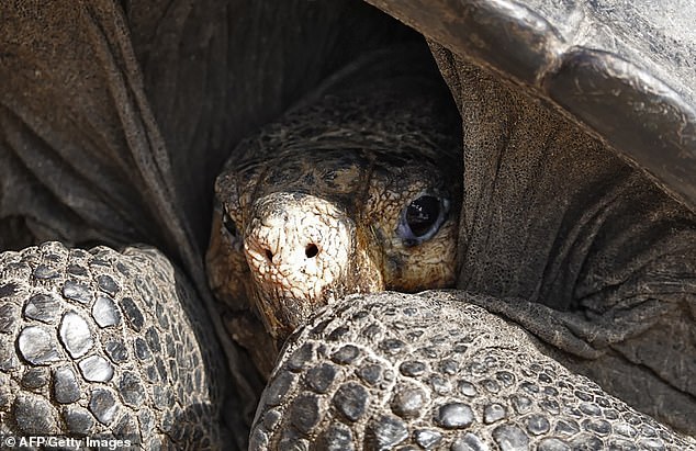 На Галапагосах нашли гигантскую черепаху: считалось, что этого вида больше нет природа