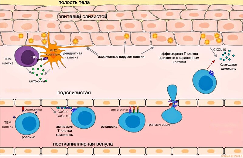 Эмиграция Т-клетки в ткань при вирусной инфекции | https://biomolecula.ru/articles/t-limfotsity-puteshestvenniki-i-domosedy