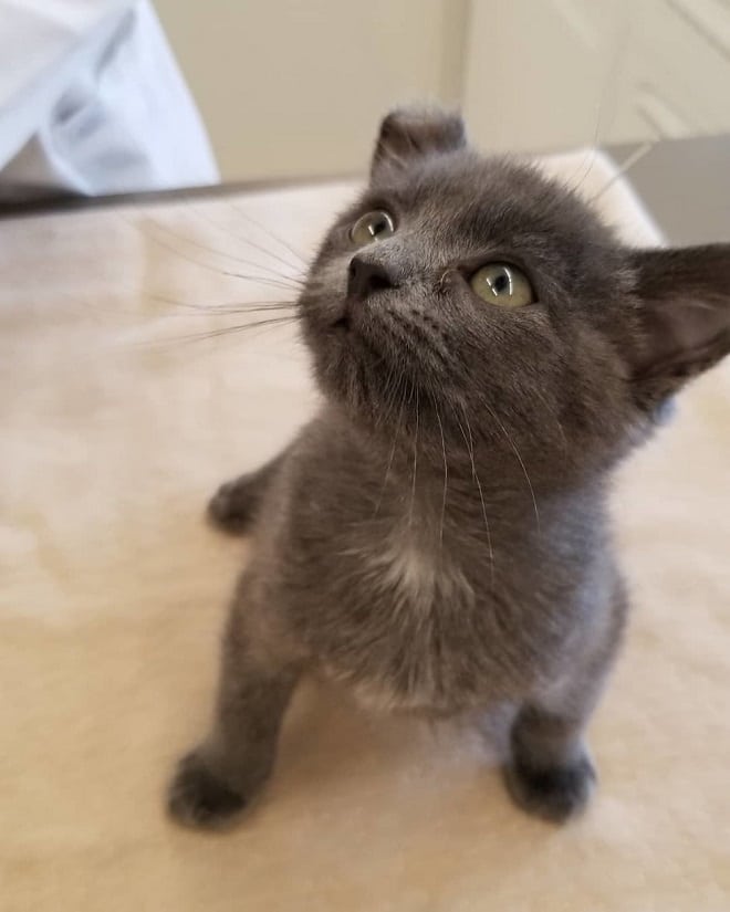 Котик сидит