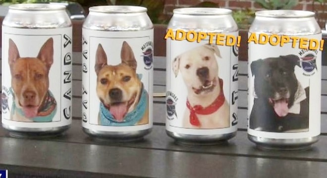 Собаки на банках