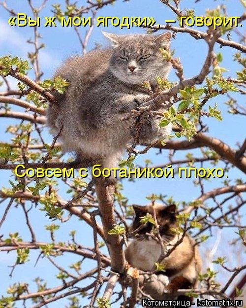 Новая котоматрица на выходные 