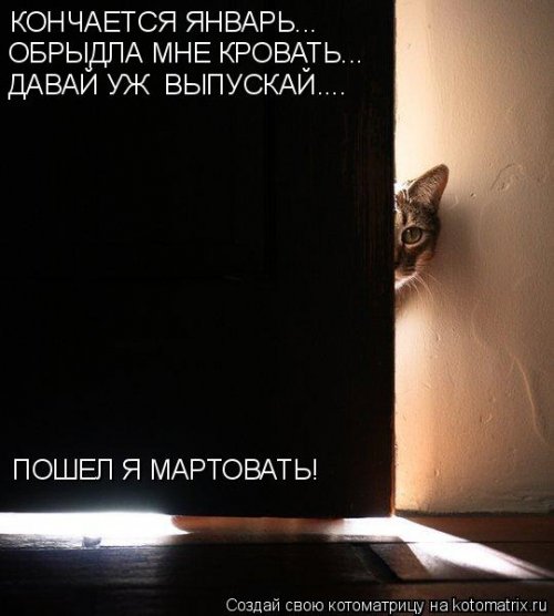 Новая котоматрица 