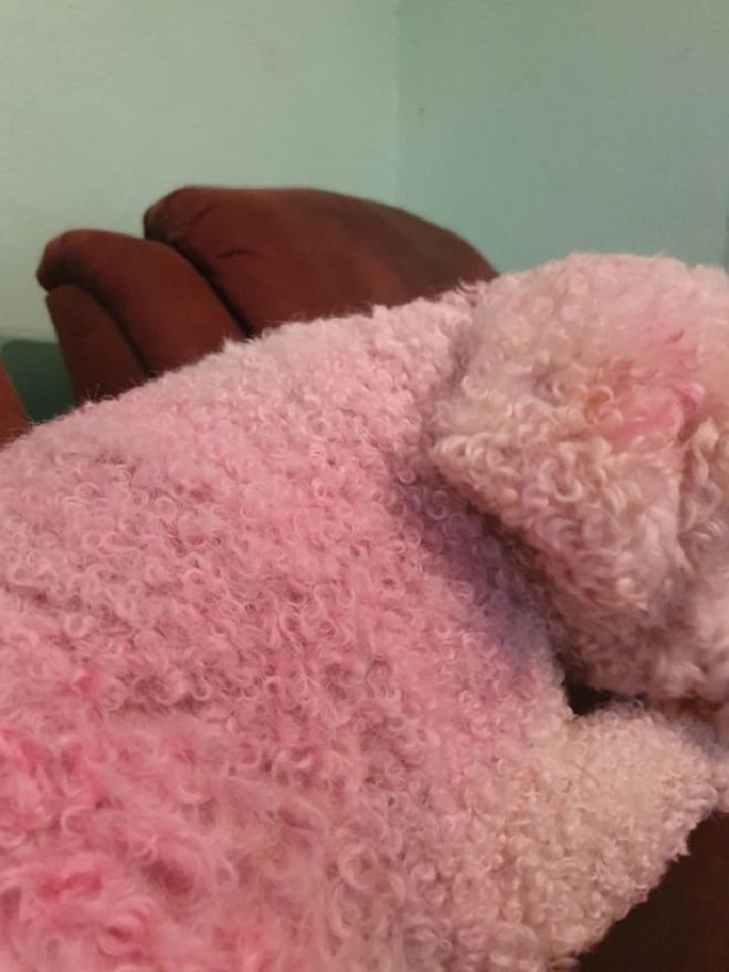 Розовая собака