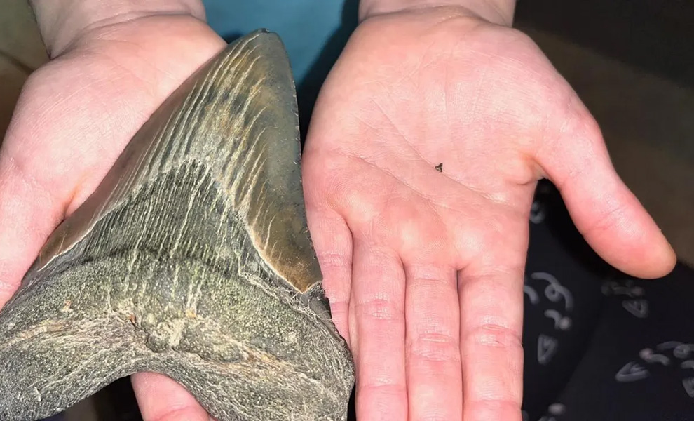 Девочка нашла на пляже скребок размером с руку. Оказалось, это зуб мегалодона, который жил 6 миллионов лет назад