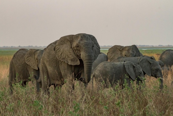 Африканские слоны перестали отращивать бивни из-за браконьеров Природа, Слоны, Браконьеры, Бивень, Эволюция, Длиннопост