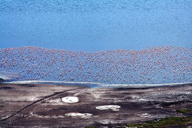 Национальный парк Озеро Накуру, Кения авиатур