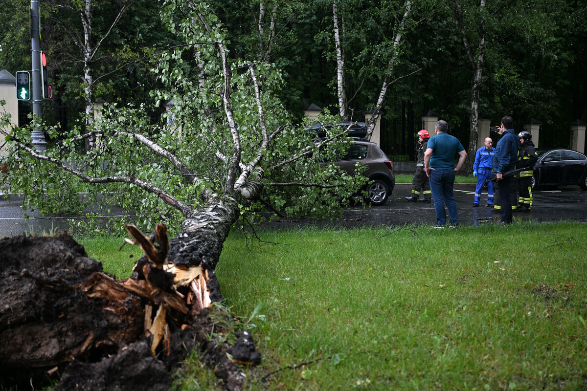 Во время непогоды в Москве упали более 700 деревьев, повреждены свыше 300 машин