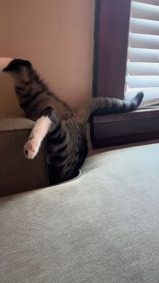 Люди делятся самыми глупыми и смешными моментами из жизни своих питомцев 