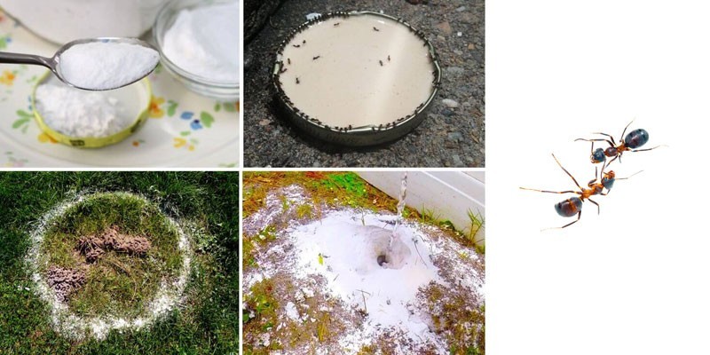 Сода от муравьев - как избавиться от насекомых навсегда по народным рецептам муравьи,насекомые,полезные советы