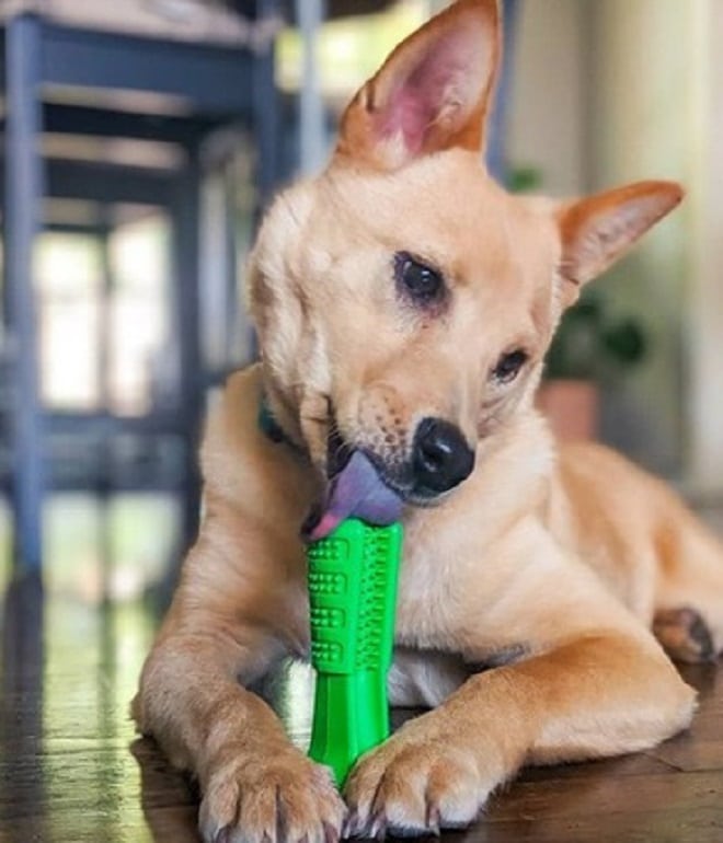 Собака с игрушкой 