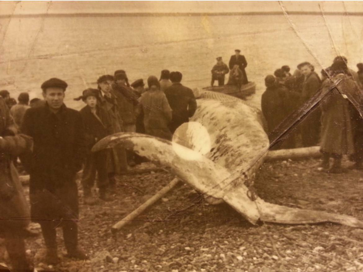Красноярцам показали исторические снимки заплывшего в Дудинку кита